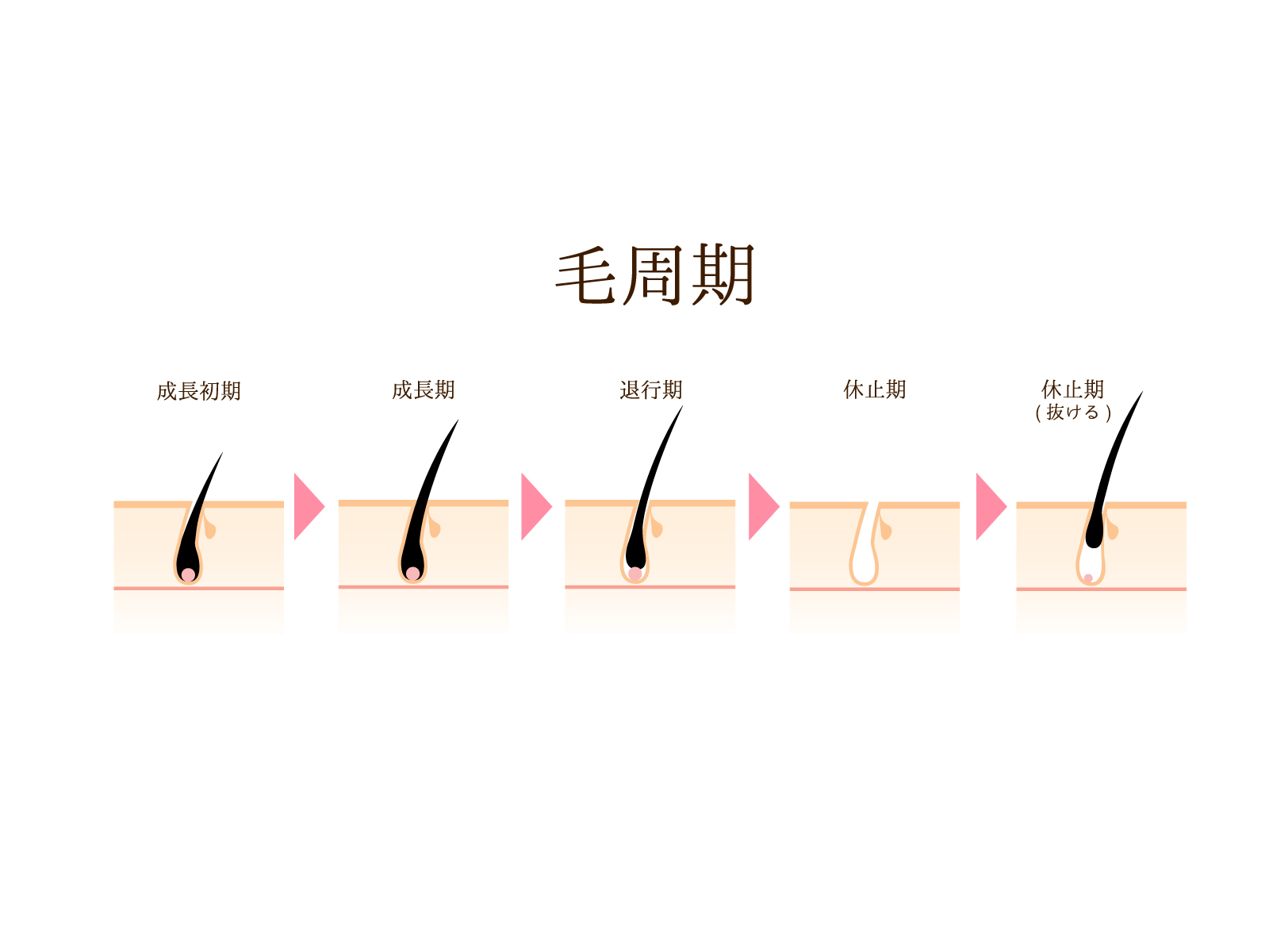 まつ毛の毛周期について イメージ